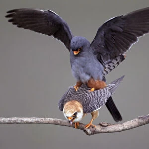 Red-footed Falcon (Falco vespertinus) mating pair, Hortobagy NP, Hungary