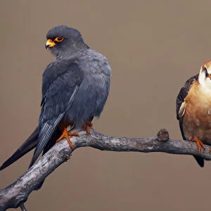 Red-footed Falcon (Falco vespertinus) pair perched, male on left, Hortobagy NP, Hungary