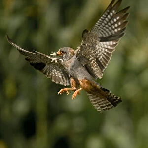 Red footed falcon (Falco vespertinus) in flight carrying insect prey for young, Hortobagy