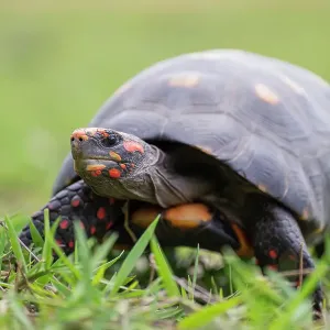 Red-footed tortoise (Chelonoidis carbonaria) portrait, Pantanal wetlands, Mato Grosso do Sul, Brazil Red-footed tortoise (Chelonoidis carbonaria) portrait, Pantanal wetlands, Mato Grosso do Sul, Brazil