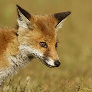 Red Fox cub (Vulpes vulpes) Surrey, England, UK. June