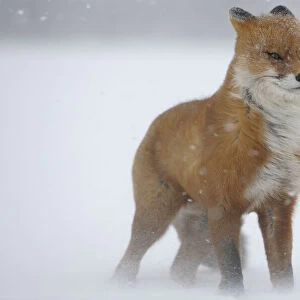 Red fox in a snow storm (Vulpes vulpes) Winter winds on Kamchatka can reach 40 meters a