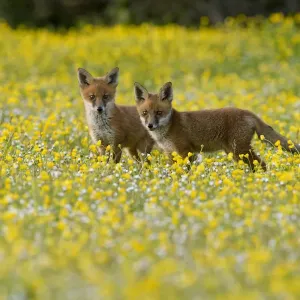 Red Fox Print: Two 8-Week-Old Cubs in a Kent Flower Meadow Red Fox Print: Two 8-Week-Old Cubs in a Kent Flower Meadow
