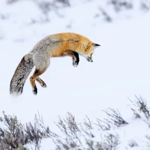 Zorro rojo (Vulpes vulpes) adulto cazando roedores al hacer saltos en nieve en nieve profunda. Zorro rojo (Vulpes vulpes) adulto cazando roedores al hacer saltos en nieve en nieve profunda.