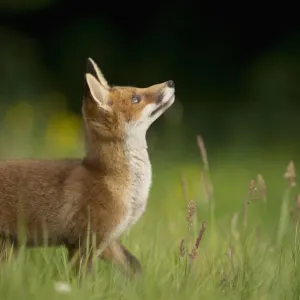 Red fox (Vulpes vulpes) alert cub looking up, Derbyshire, UK, June. Non-ex Red fox (Vulpes vulpes) alert cub looking up, Derbyshire, UK, June. Non-ex