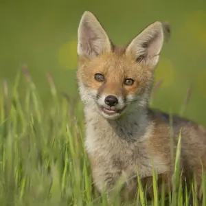 Red fox (Vulpes vulpes) alert cub portrait, Derbyshire, UK, June. Non-ex Red fox (Vulpes vulpes) alert cub portrait, Derbyshire, UK, June. Non-ex