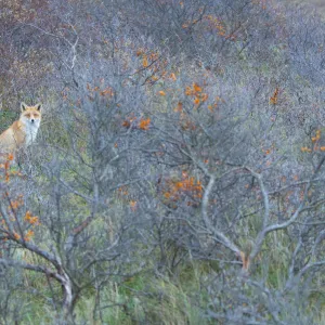 Red fox (Vulpes vulpes) in autumnal colours, captive