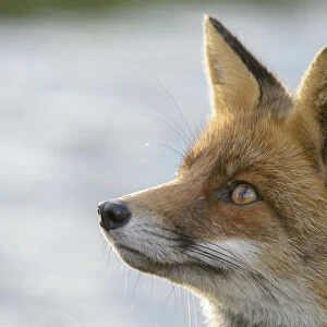 Red fox (Vulpes vulpes), on coast, portrait. Netherlands. November