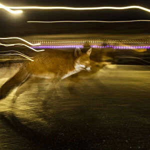 Red fox (Vulpes vulpes) crossing a road at night, London, UK. December