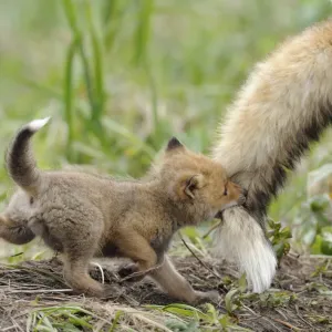 Red Fox Print: Cub Biting Adult Tail Red Fox Print: Cub Biting Adult Tail