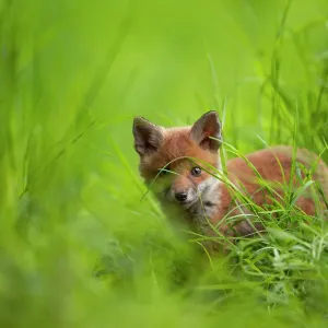 Red Fox Cub Print, Derbyshire Landscape Red Fox Cub Print, Derbyshire Landscape