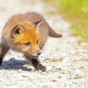 Zorro rojo (Vulpes vulpes) cachorro persiguiendo una mariposa. Alemania. Mayo. Zorro rojo (Vulpes vulpes) cachorro persiguiendo una mariposa. Alemania. Mayo.