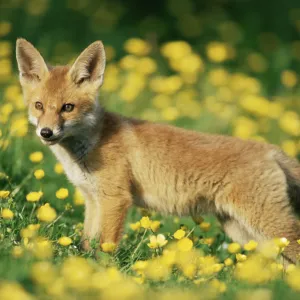 Red fox {Vulpes vulpes} cub in field of buttercups. UK