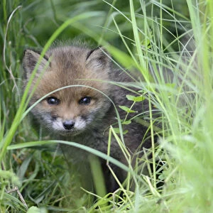 Red fox (Vulpes vulpes) cub hiding in grass, Vosges, France, May