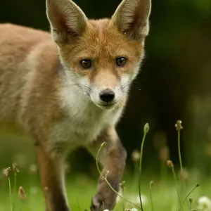 Red Fox (Vulpes vulpes) cub in late evening light, Leicestershire, England, UK, July Red Fox (Vulpes vulpes) cub in late evening light, Leicestershire, England, UK, July