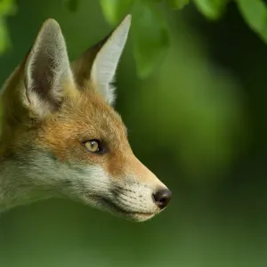 Red Fox (Vulpes vulpes) cub in late evening light, Leicestershire, England, UK, July