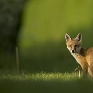 Red fox (Vulpes vulpes) cub looking over shoulder at camera. Sheffield, England, UK. May