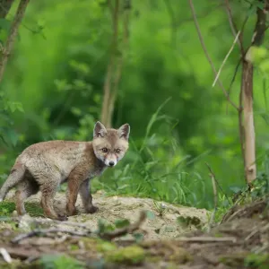Red fox (Vulpes vulpes) cub outside den. Yonne, Bourgogne-Franche-Comte, France. May Red fox (Vulpes vulpes) cub outside den. Yonne, Bourgogne-Franche-Comte, France. May