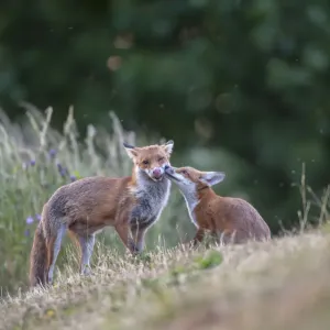 Zorro rojo (Vulpes vulpes) cachorro en pradera pidiendo comida a la vixen, Inglaterra. Zorro rojo (Vulpes vulpes) cachorro en pradera pidiendo comida a la vixen, Inglaterra.