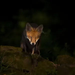 Red Fox Cub Emerging from Forest, Derbyshire Print Red Fox Cub Emerging from Forest, Derbyshire Print