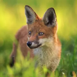 Red fox (Vulpes vulpes) cub, portrait, Derbyshire, UK Red fox (Vulpes vulpes) cub, portrait, Derbyshire, UK
