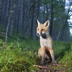 Red fox cub print, coniferous woodland scene at dusk Red fox cub print, coniferous woodland scene at dusk