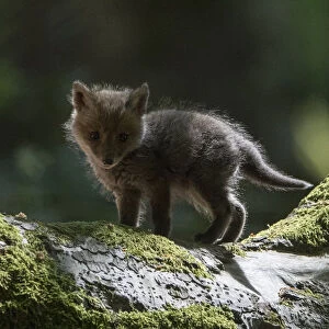 Red fox (Vulpes vulpes) cub, Vosges, France, May