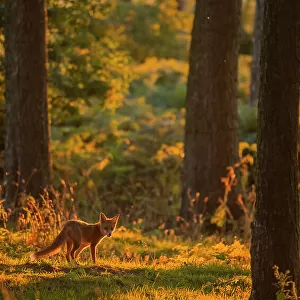 Red fox (Vulpes vulpes) cub wandering through pine forest in golden glow of evening sunlight, Derbyshire, UK. August