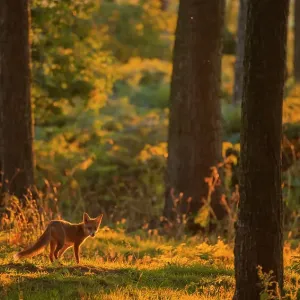 Red Fox Cub Print: Pine Forest Evening Scene, Derbyshire Red Fox Cub Print: Pine Forest Evening Scene, Derbyshire