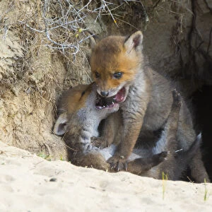 Red fox (Vulpes vulpes) cubs age five weeks, playing at den in sand dunes