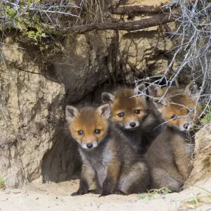Red fox (Vulpes vulpes) cubs age five weeks, at den in sand dunes, the Netherlands Red fox (Vulpes vulpes) cubs age five weeks, at den in sand dunes, the Netherlands