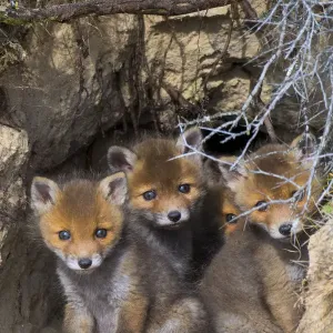 Red fox (Vulpes vulpes) cubs age five weeks, in den in sand dunes, the Netherlands Red fox (Vulpes vulpes) cubs age five weeks, in den in sand dunes, the Netherlands