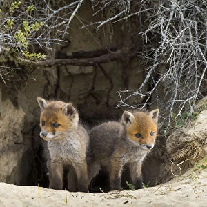 Red fox (Vulpes vulpes) cubs age five weeks at entrance to den inand dunes