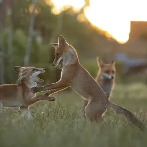 Red Fox (Vulpes Vulpes) cubs play fighting North London, England, UK, June Red Fox (Vulpes Vulpes) cubs play fighting North London, England, UK, June
