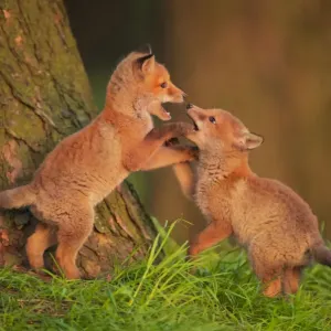 Two Red Fox Cubs Playfighting Print Two Red Fox Cubs Playfighting Print