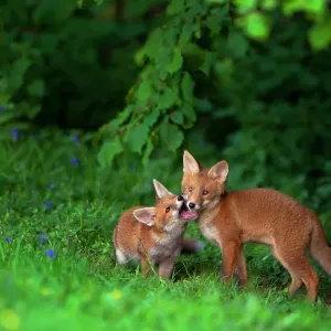 Print of Two Red fox cubs playfighting in a field, Derbyshire Print of Two Red fox cubs playfighting in a field, Derbyshire