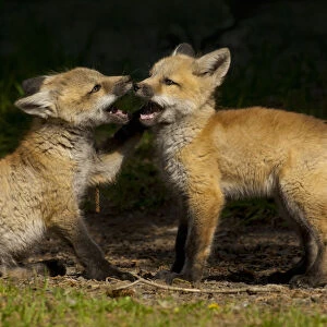 Red fox (Vulpes vulpes) two cubs playing, Shoshone National Forest, Wyoming, USA May
