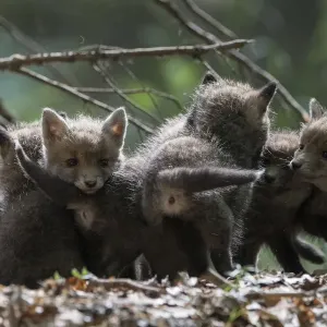 Red fox (Vulpes vulpes) cubs playing, Vosges, France, May Red fox (Vulpes vulpes) cubs playing, Vosges, France, May