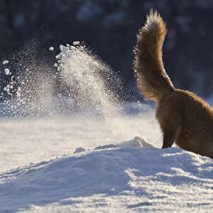 Red fox (Vulpes vulpes) digging in snow, Kamchatka, Far east Russia, January