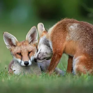 Red fox (Vulpes vulpes) dog interacting with a vixen in an urban garden. North London, UK. July Red fox (Vulpes vulpes) dog interacting with a vixen in an urban garden. North London, UK. July
