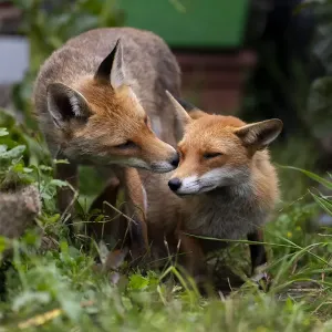 Red Fox Print - Urban Garden Encounter Red Fox Print - Urban Garden Encounter