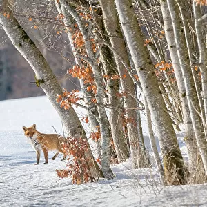 Red fox (Vulpes vulpes) at edge of woodland in winter snow, Jura, Switzerland