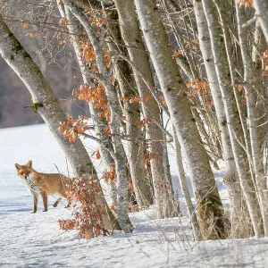 Zorro rojo (Vulpes vulpes) en el borde de un bosque en nieve invernal, Jura, Suiza. Zorro rojo (Vulpes vulpes) en el borde de un bosque en nieve invernal, Jura, Suiza.