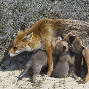 Red fox (Vulpes vulpes) female, suckling cubs age five weeks, the Netherlands