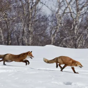 Red fox (Vulpes vulpes) one fox chasing another across snow, Kamchatka, Far east Russia