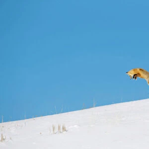 Red fox (Vulpes vulpes) hunting by pouncing onto prey through snow, Yellowstone National Park
