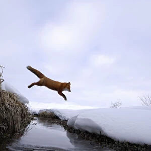 Red Fox (Vulpes vulpes) jumping across stream. Kronotsky Zapovednik Nature Reserve