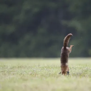 Red Fox (Vulpes vulpes) leaping on to prey in field. Vosges, France, June