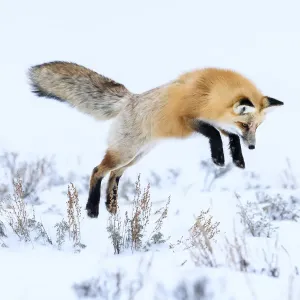 Volpe rossa (Vulpes vulpes) in aria, tuffo nel neve / pounce mentre caccia roditori. Volpe rossa (Vulpes vulpes) in aria, tuffo nel neve / pounce mentre caccia roditori.