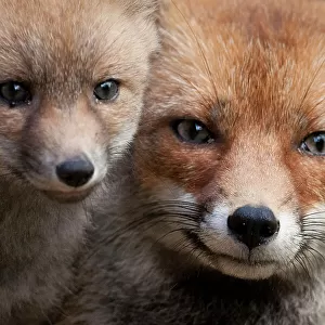 Red fox (Vulpes vulpes) and a newborn cub, Sado Estuary, Portugal. May